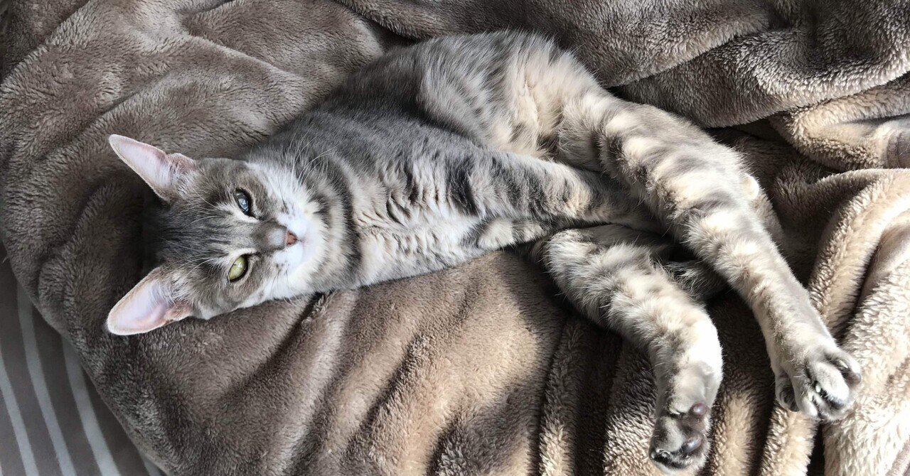 ヒートテック毛布」の新着タグ記事一覧｜note u2015u2015つくる、つながる、と 