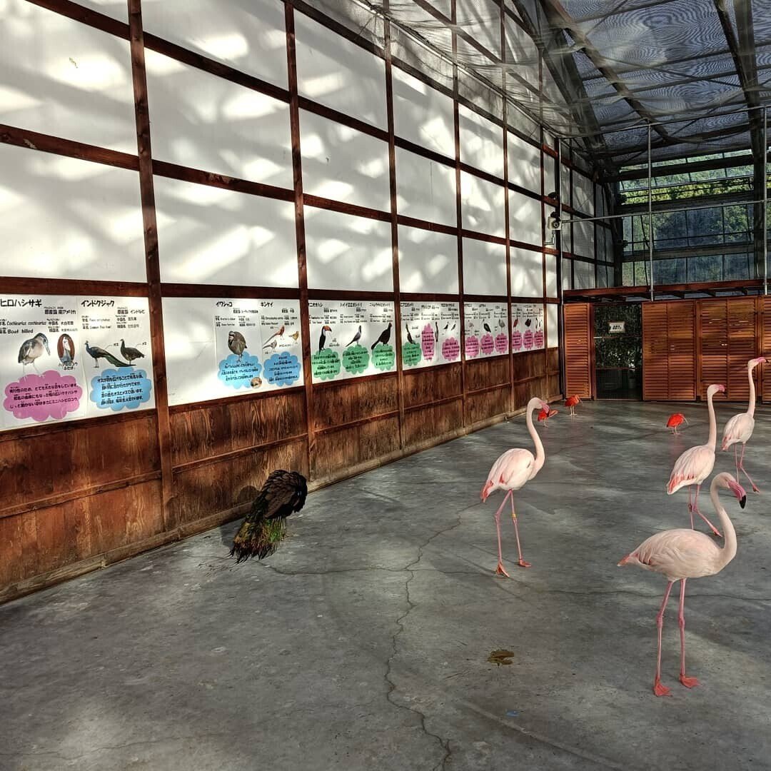 03年 鳥たちとお散 03 歩しよう花鳥園 村木多津男 Note