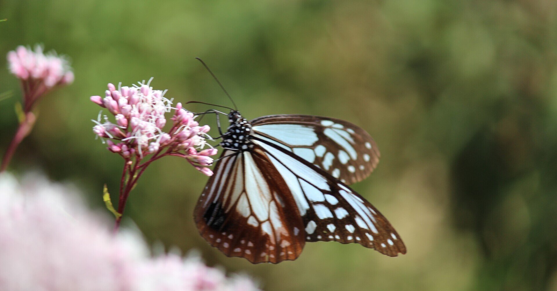 ぼくの創作活動日記 10 旅する蝶 アサギマダラと胡蝶しのぶ｜紀南