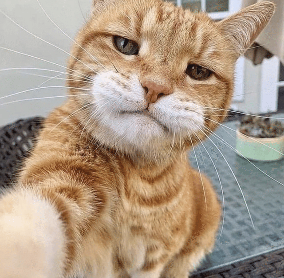 かわいい動物あつまれ ノリノリ Note かわいい動物あつまれ ノリノリ Note