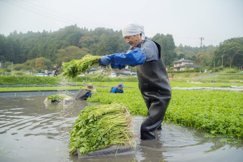 セリ収穫始まる (83)