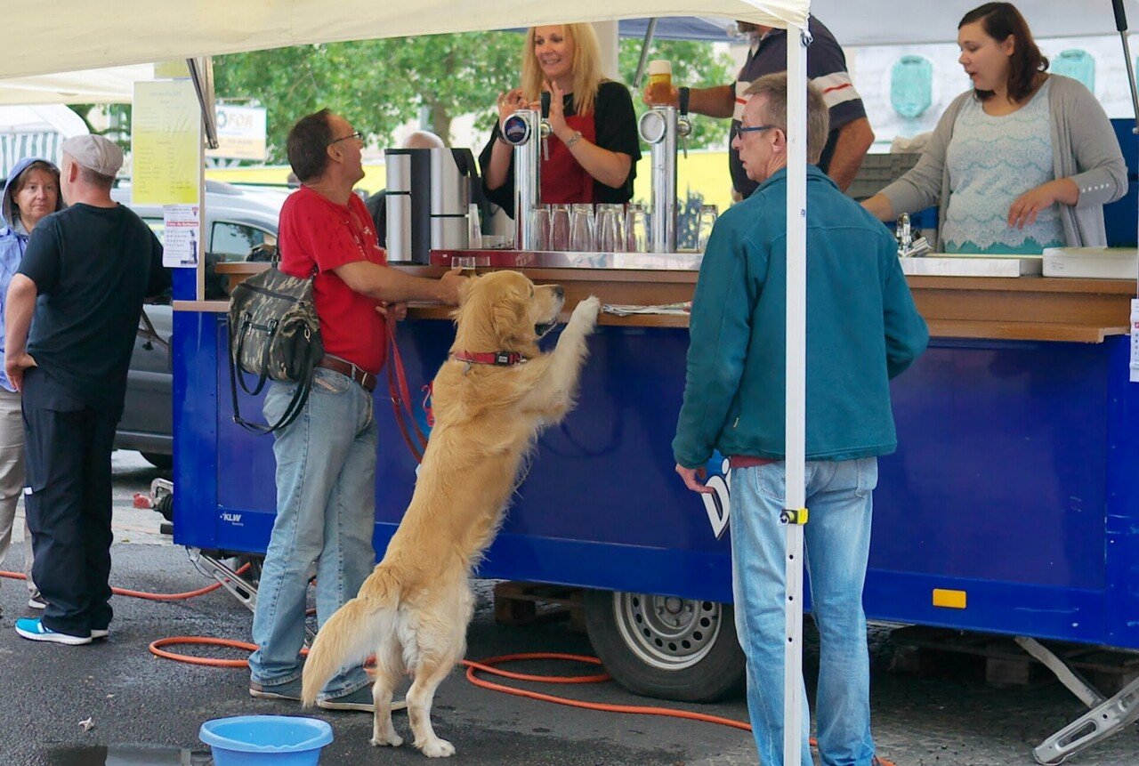 ヨーロッパの街で出会ったかわいいイヌたち Naomi Note