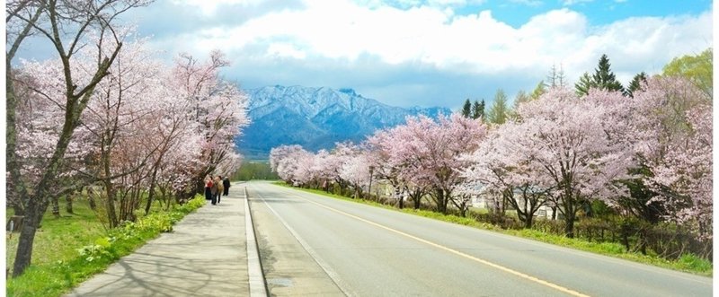 北海道お花見 珍しい桜