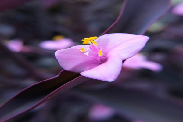 ムラサキゴテンの花言葉優しい愛情 の新着タグ記事一覧 Note つくる つながる とどける