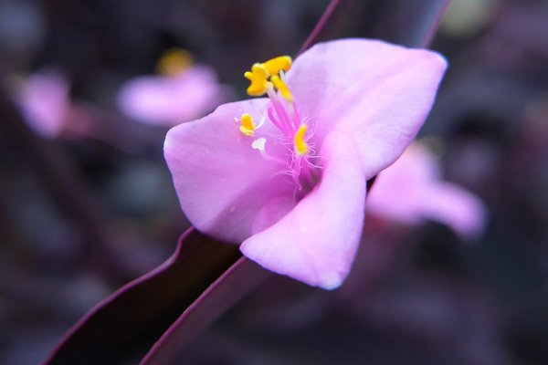 ムラサキゴテンの花言葉優しい愛情 の新着タグ記事一覧 Note つくる つながる とどける ムラサキゴテンの花言葉優しい愛情 の新着タグ記事一覧 Note つくる つながる とどける