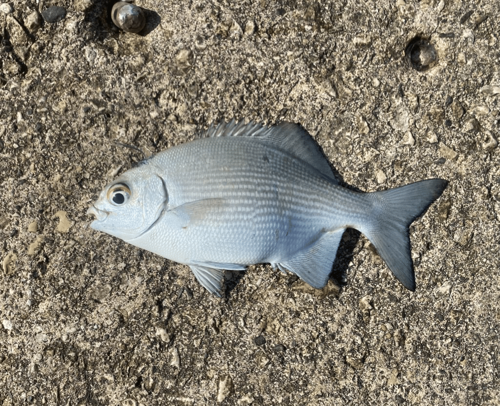 おはようございます イスズミって言う魚が釣れました 朝晩は冷えますね 体調に気をつけて今日もがんばろー 皆さんにとって良い一日であります様に 釣り 海釣り イスズミ おはようご 水無月 フォローバックします Note