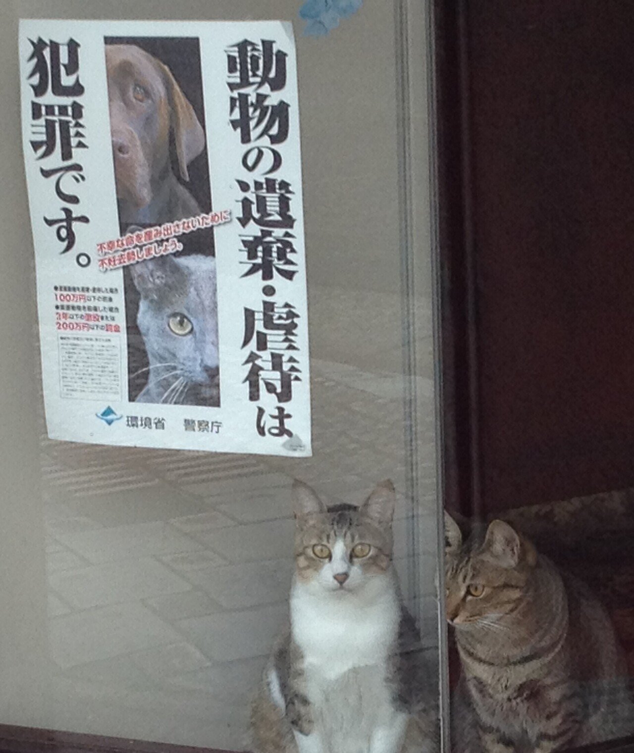 愛知県で飼い猫を風呂場で泳がせた男が動物愛護法違反で逮捕されたそうです 本人は虐待とは思ってないようで おもしろ 動画としてsnsにアップしていたとのこと 猫は泳ぎが苦手で肺に水が入って肺炎を引き起こす Npo法人あおぞら Note