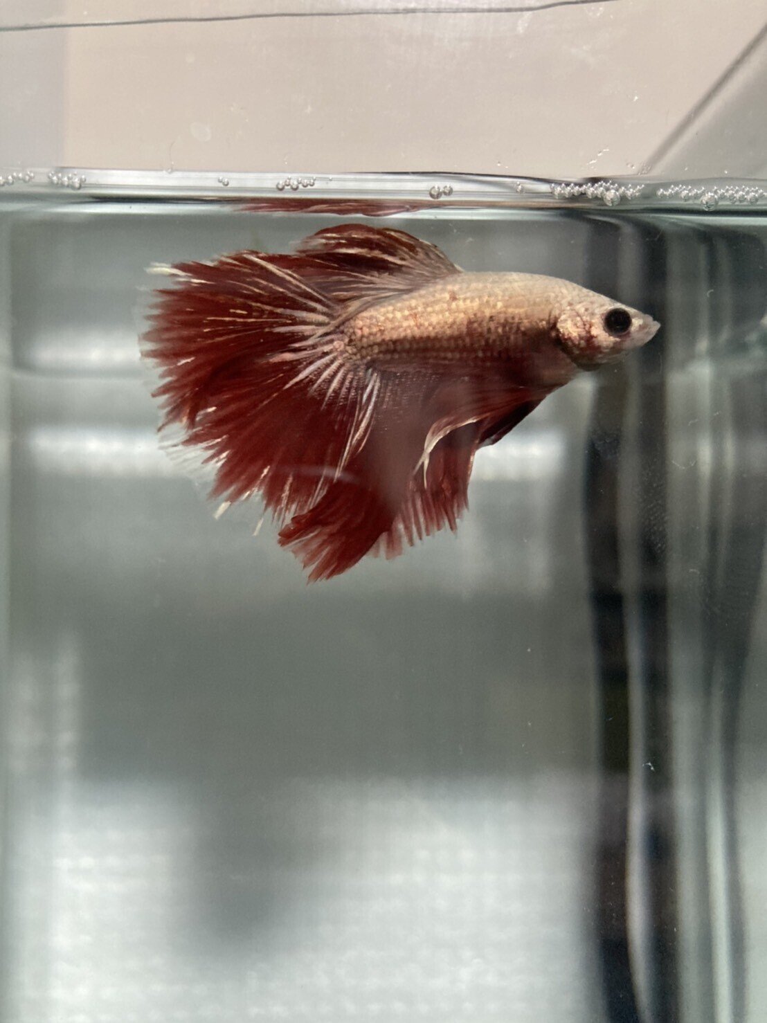 ヒーター1つエアレーションなしで3匹のベタが飼える 超簡単ベタマンションの作り方 よしみん Note ヒーター1つエアレーションなしで3匹のベタが飼える 超簡単ベタマンションの作り方 よしみん Note