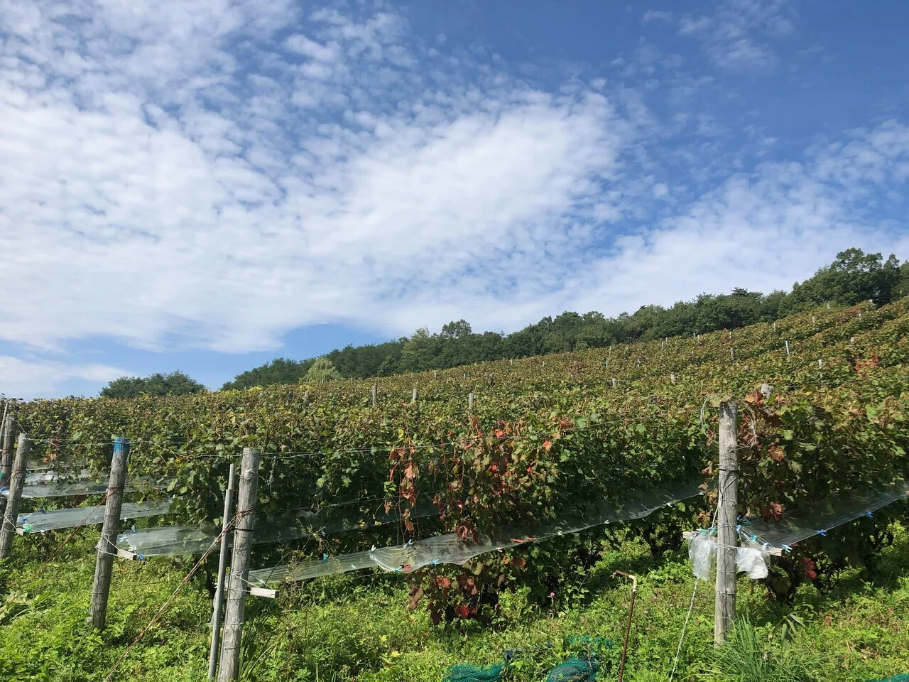 ここは本当に日本 ワイン用ブドウ収穫レポート 長野県東御市 公式 ここは本当に日本 ワイン用ブドウ収穫レポート 長野県東御市 公式
