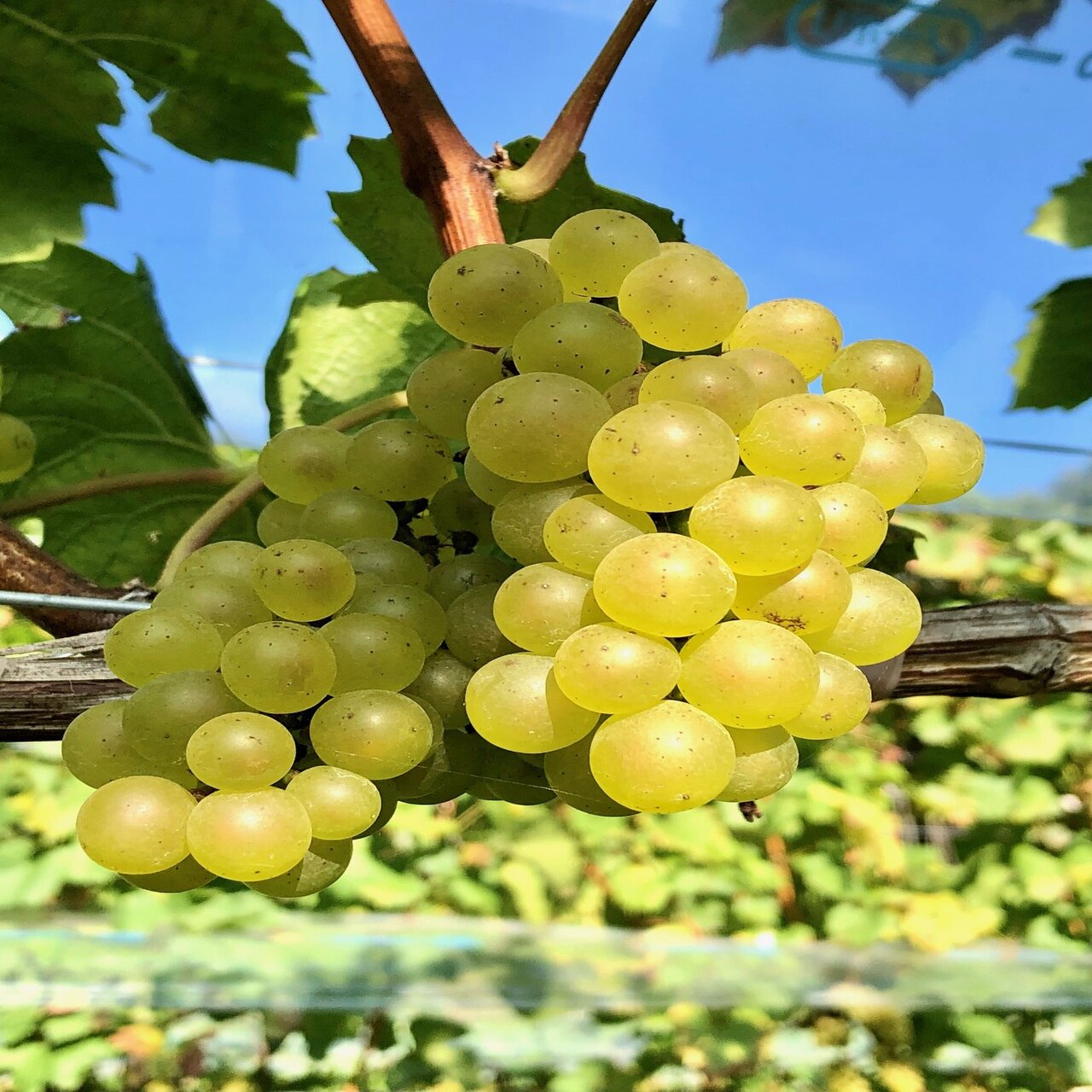ここは本当に日本 ワイン用ブドウ収穫レポート 長野県東御市 公式