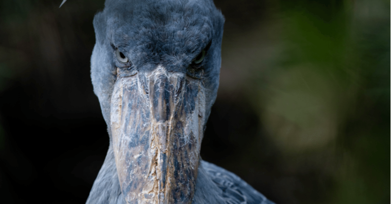 私の読書日記~多和田葉子『献灯使』:2021/10/21