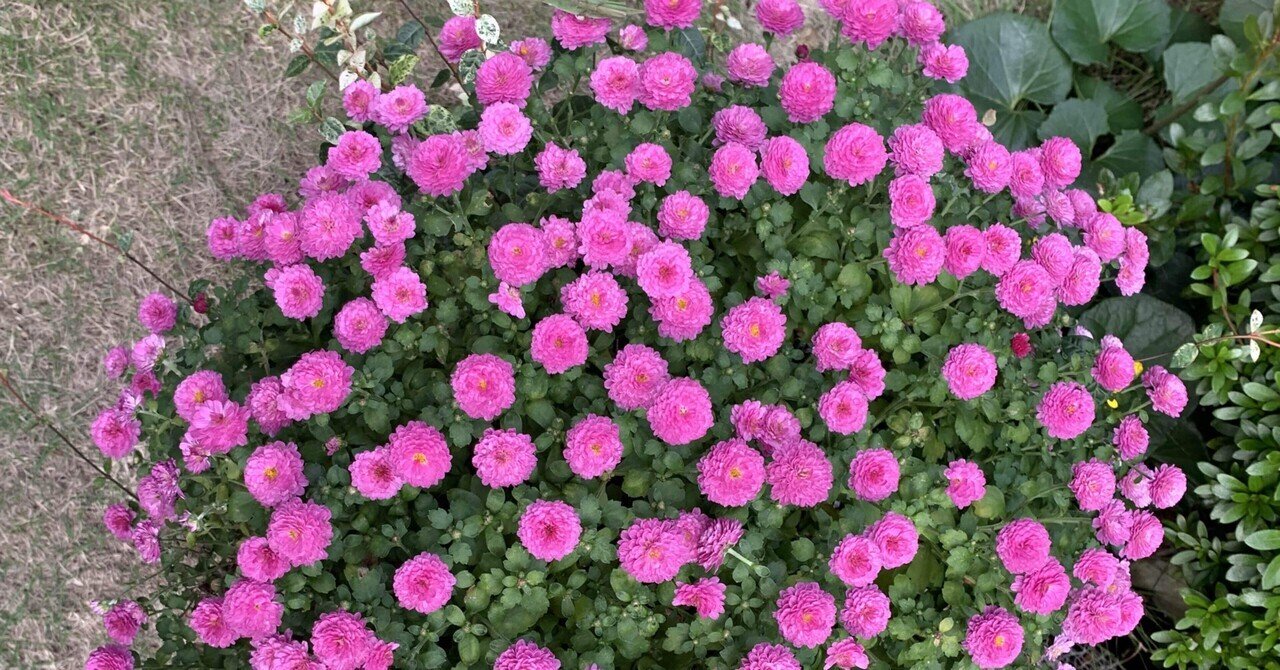 ポットマム 洋菊 シラちゃん Note