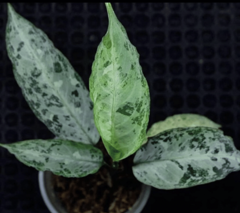 唯一のnamed Aglaonema Pictum｜UC.熱帯植物のすゝめ