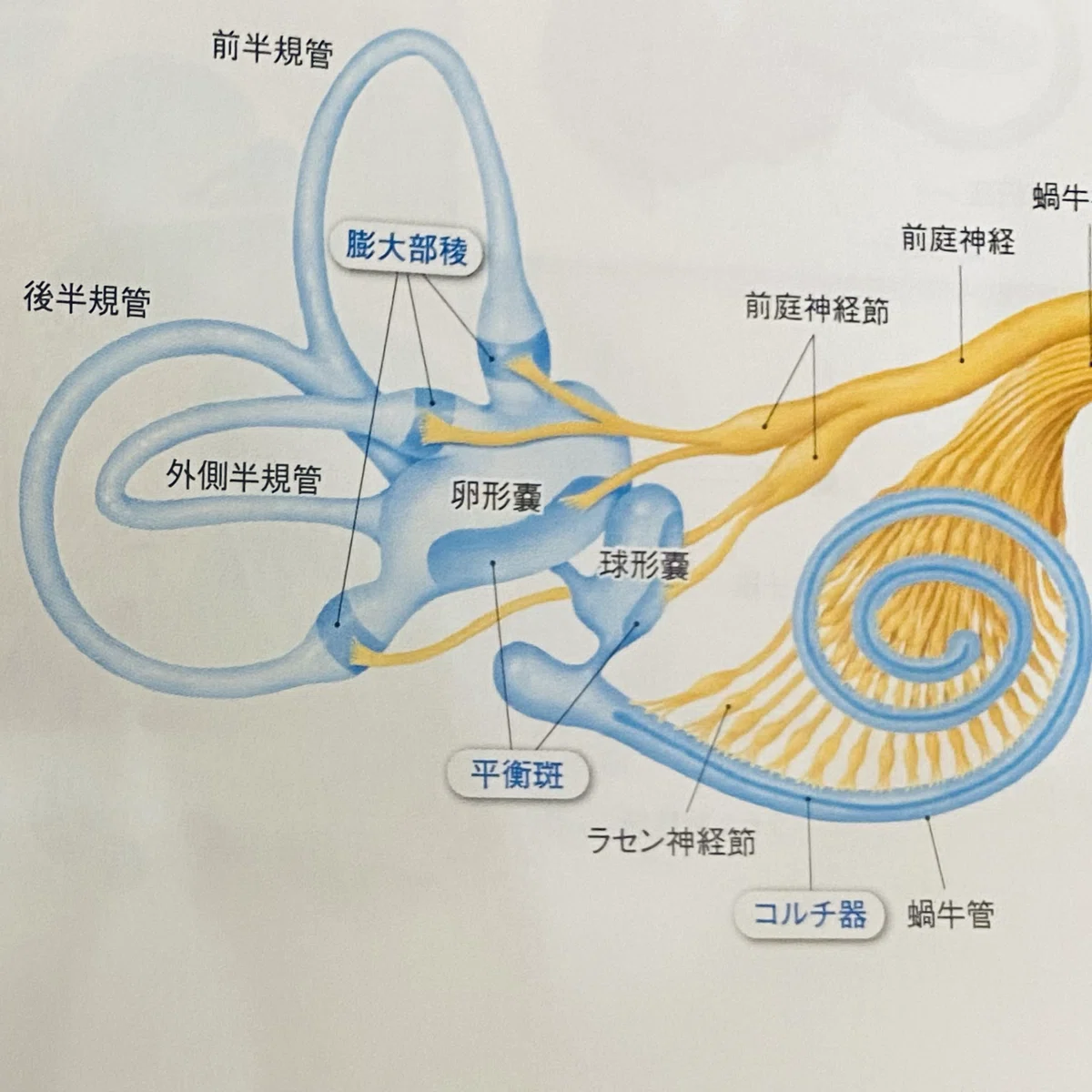 足関節背屈制限について考える③前庭器からみた足部アプローチ|リハビリに挑む系マッサージ師