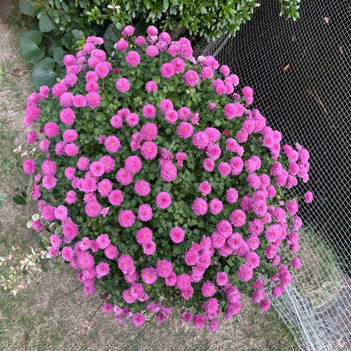 ポットマム 洋菊 シラちゃん Note