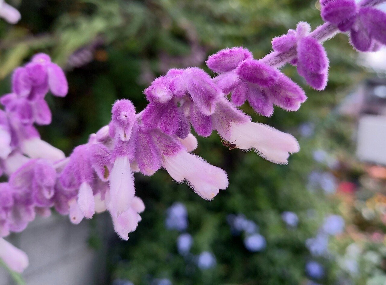 散策中に遭遇した花たち 柘榴 Note