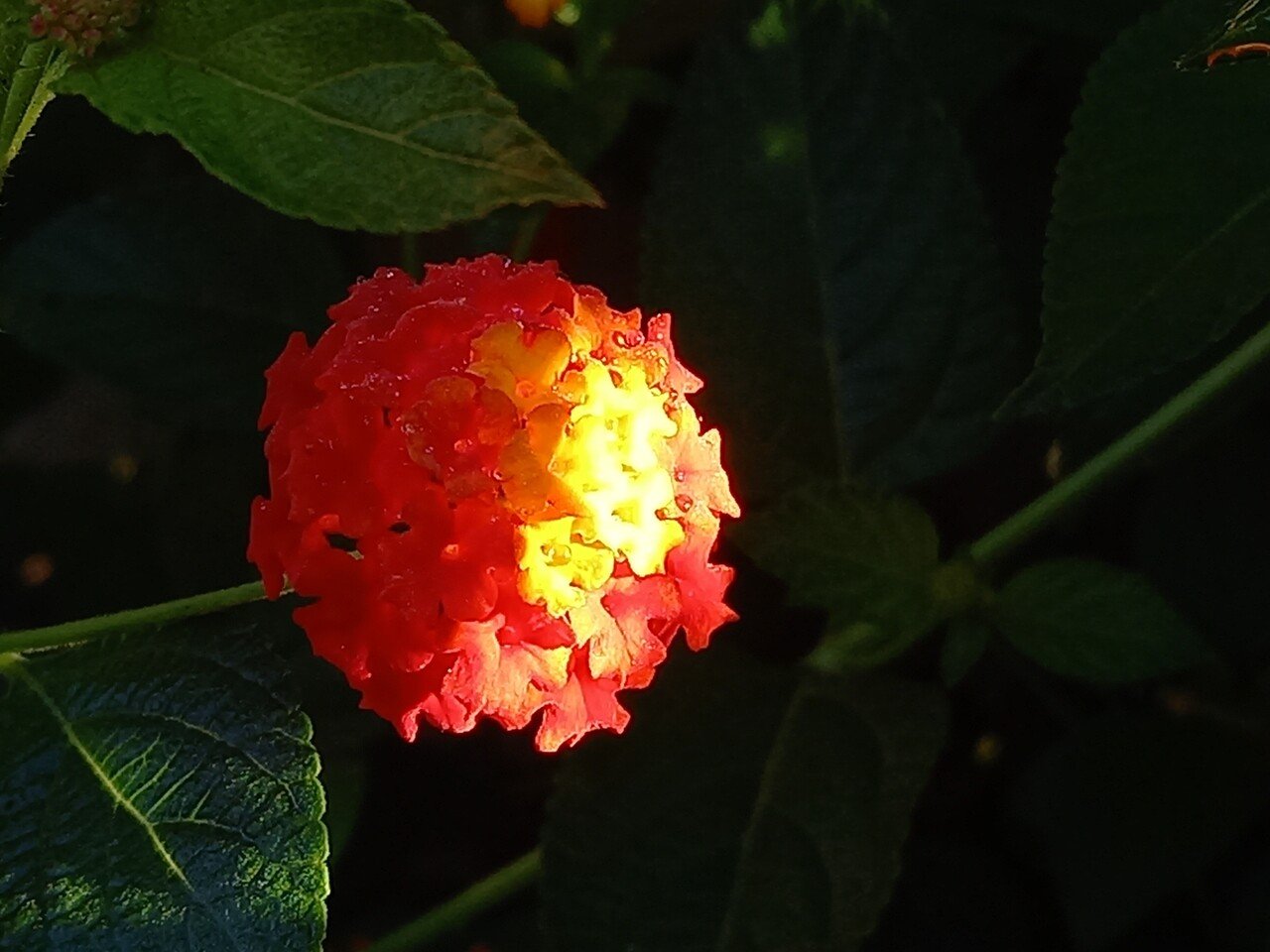 散策中に遭遇した花たち 柘榴 Note