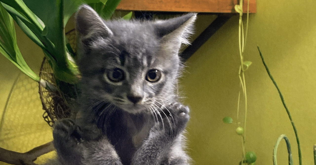 やまのいはるえ｜note