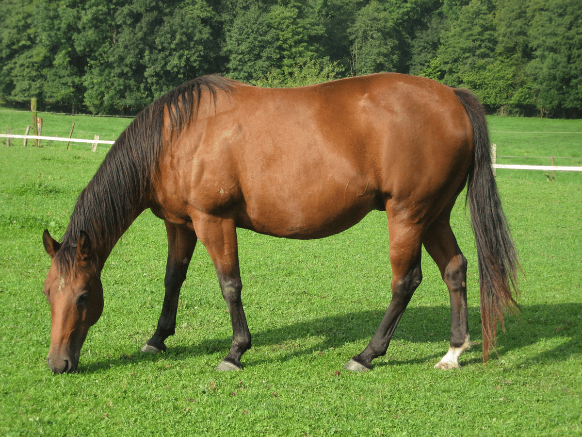 やーか　馬の尾の毛 71PXYWqe4oL._UF350,350_QL80_.jpg