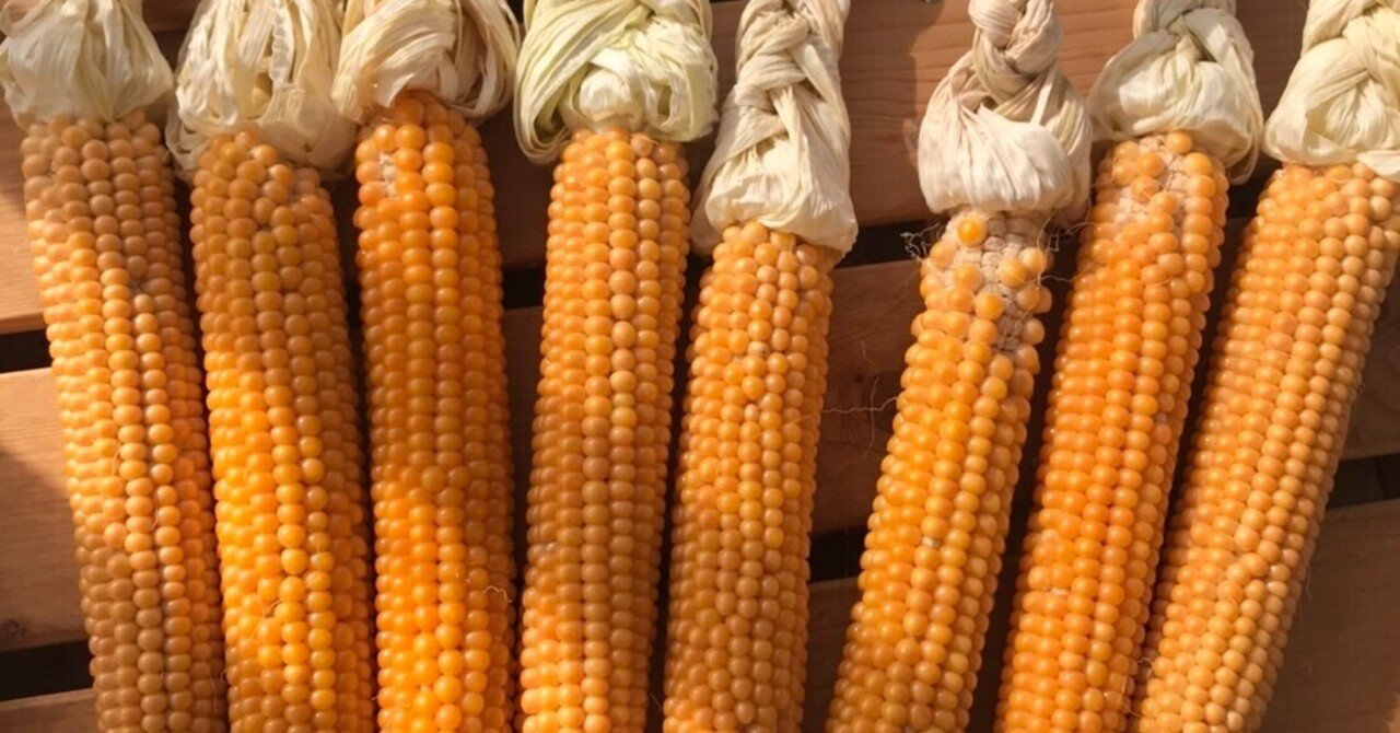 きっとはじける ポップコーン準備中 吉田拓実 さいこうファーム Okhotsk Bihoro Note