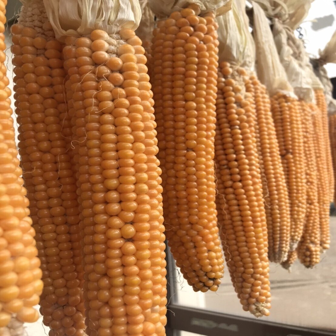 きっとはじける ポップコーン準備中 吉田拓実 さいこうファーム Okhotsk Bihoro Note