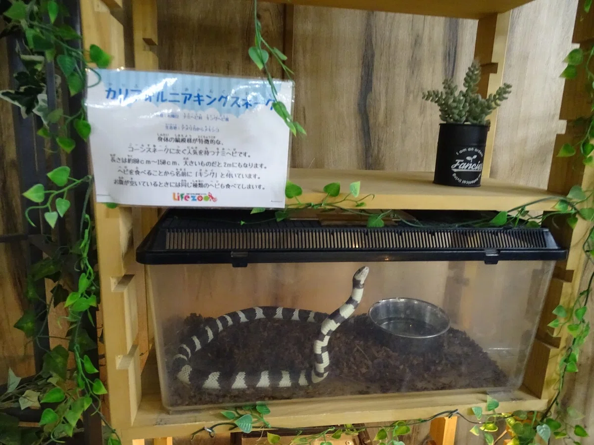 画像170