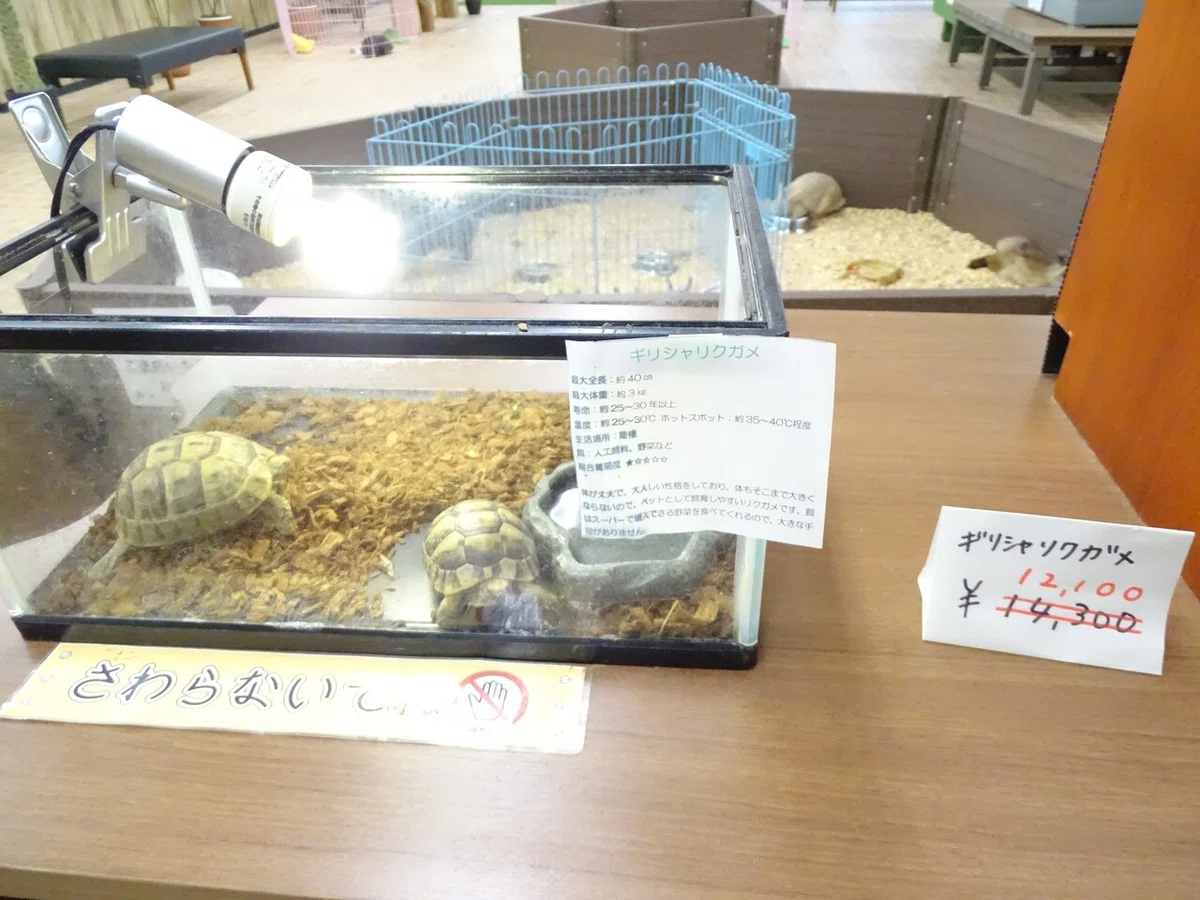 画像208