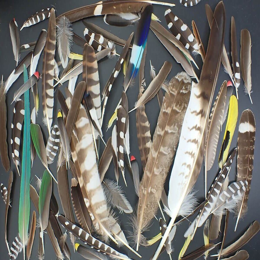 美しい鳥の羽根の世界 ブンイチ 文一総合出版 Note