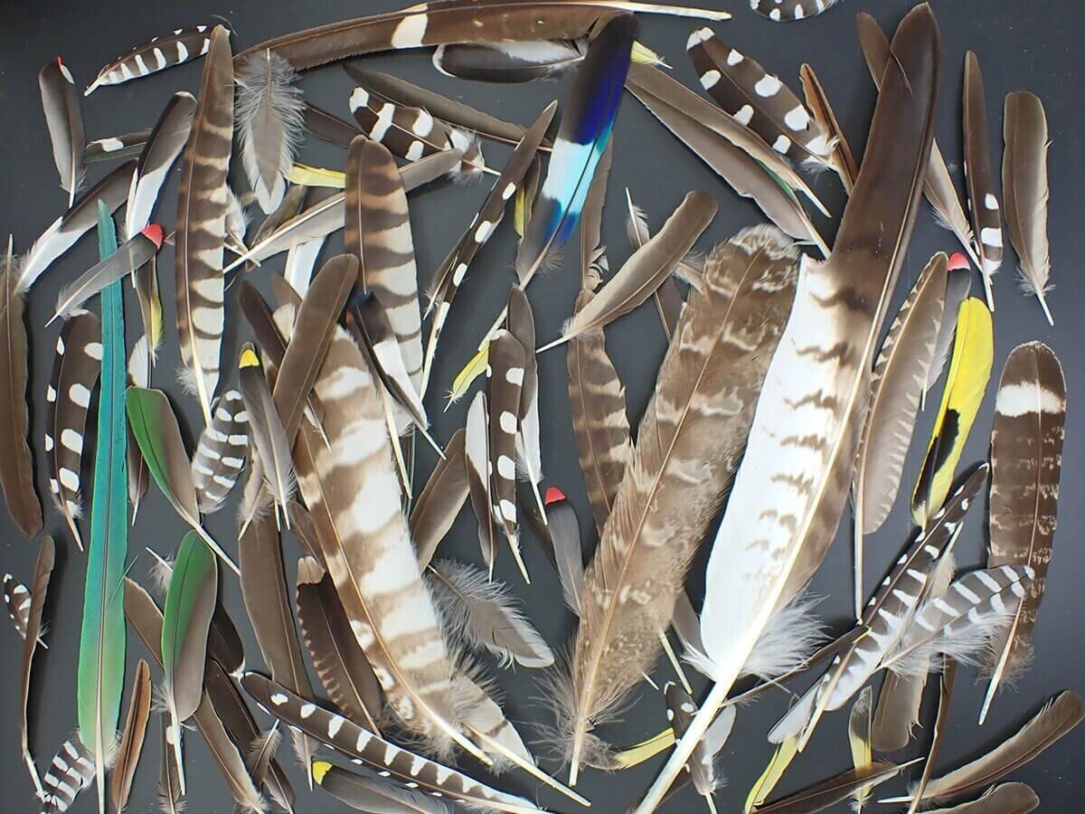 美しい鳥の羽根の世界 ブンイチ 文一総合出版 Note 美しい鳥の羽根の世界 ブンイチ 文一総合出版 Note