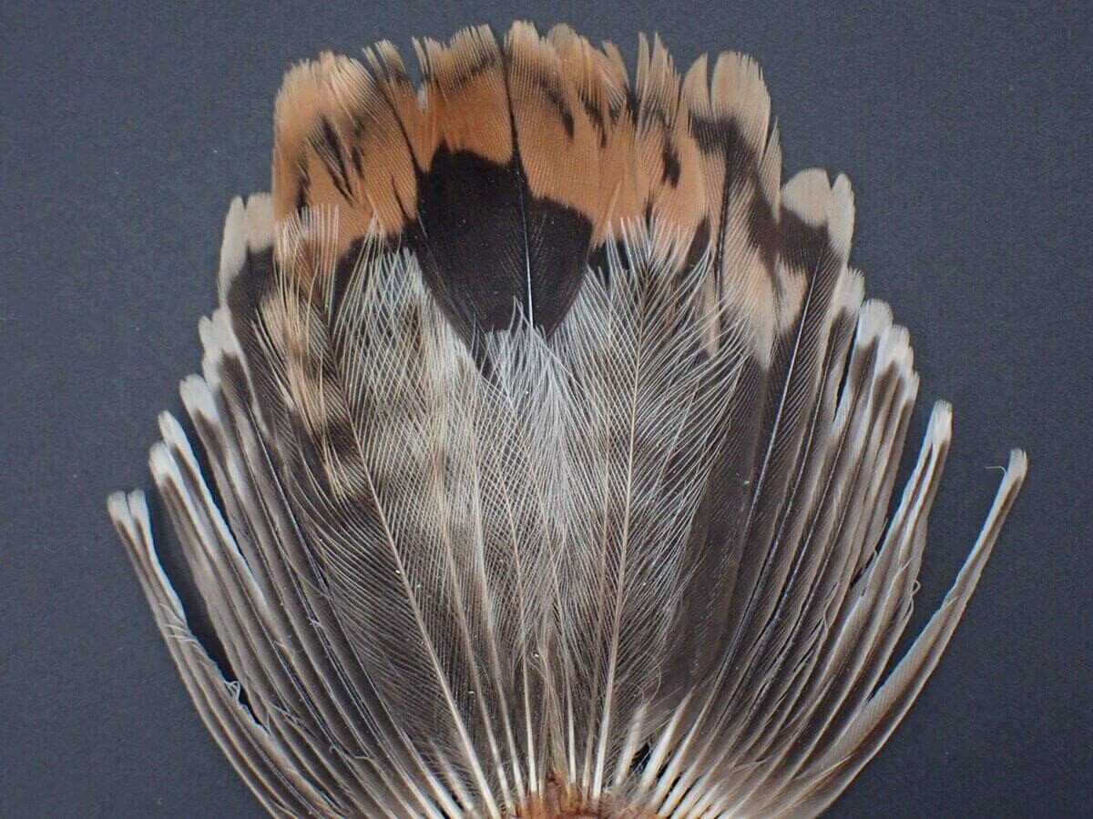 野鳥 鳥の羽根 アオショウビンの羽根 アオショウビン 5本入り 装飾用 羽根 | 羽根の専門店 カマタック