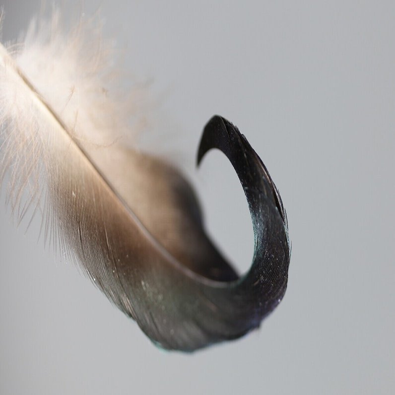 美しい鳥の羽根の世界 ブンイチ 文一総合出版 Note