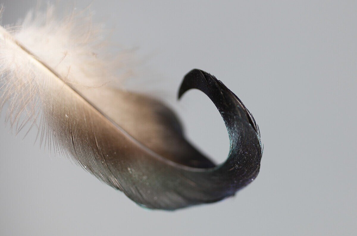 美しい鳥の羽根の世界 ブンイチ 文一総合出版 Note 美しい鳥の羽根の世界 ブンイチ 文一総合出版 Note