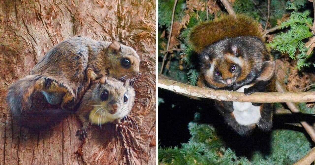 ムササビ モモンガ入門 今さら聞けない2種の違いと野外観察のコツ ブンイチ 文一総合出版 Note ムササビ モモンガ入門 今さら聞けない2種の違いと野外観察のコツ ブンイチ 文一総合出版 Note