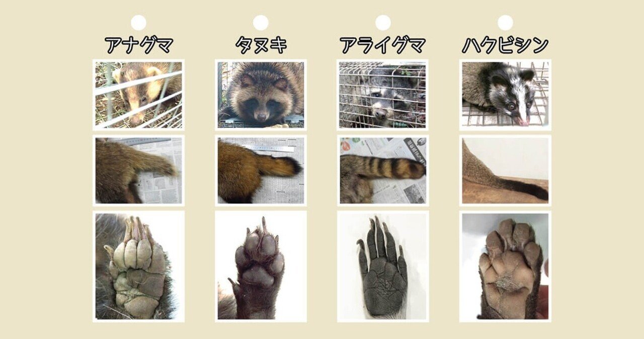 タヌキ アナグマ アライグマ ハクビシン入門 4種の動物の違いと暮らし ブンイチ 文一総合出版 Note