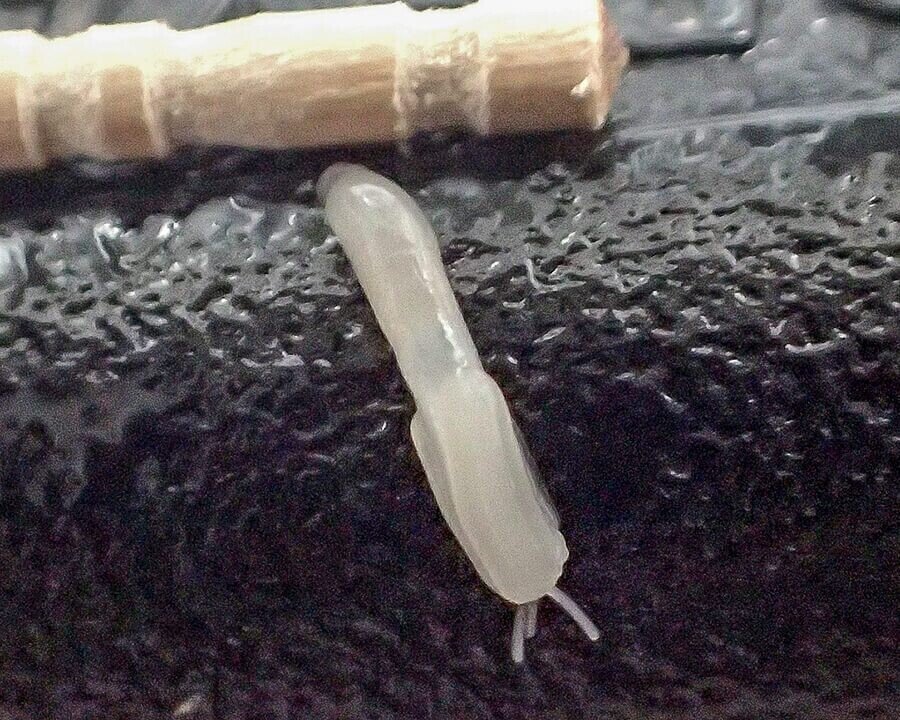 刺身にアニサキス 魚によくいる寄生虫6種とその対策 ブンイチ 文一総合出版 Note
