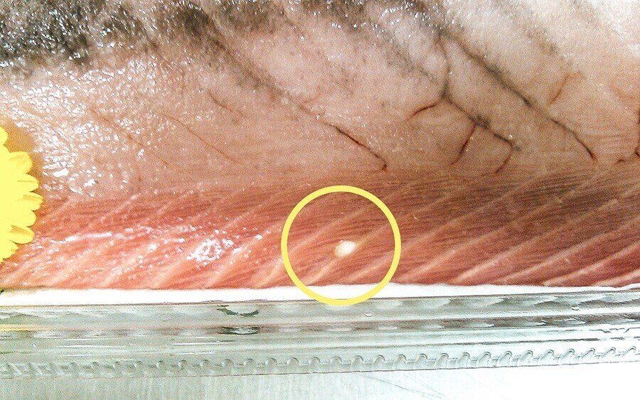 刺身にアニサキス 魚によくいる寄生虫6種とその対策 ブンイチ 文一総合出版 Note