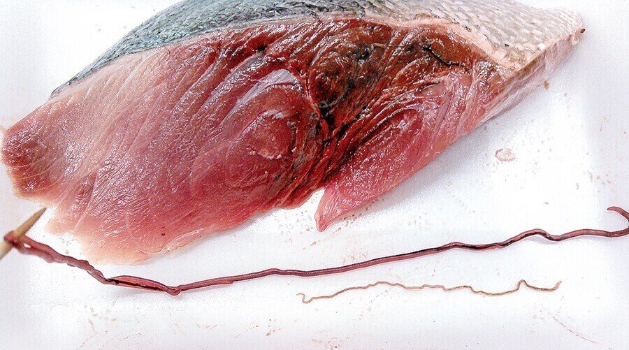 刺身にアニサキス 魚によくいる寄生虫6種とその対策 ブンイチ 文一総合出版 Note