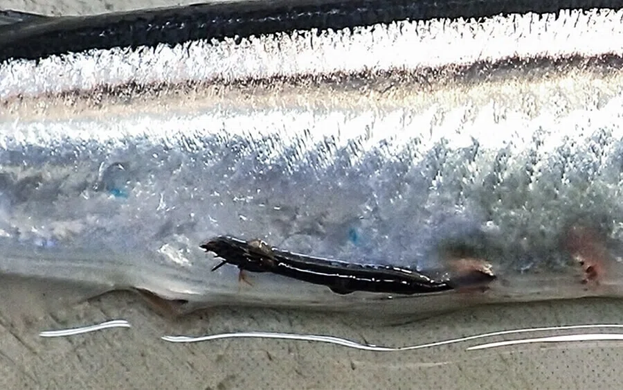 刺身にアニサキス 魚によくいる寄生虫6種とその対策 ブンイチ 文一総合出版 Note 刺身にアニサキス 魚によくいる寄生虫6種とその対策 ブンイチ 文一総合出版 Note