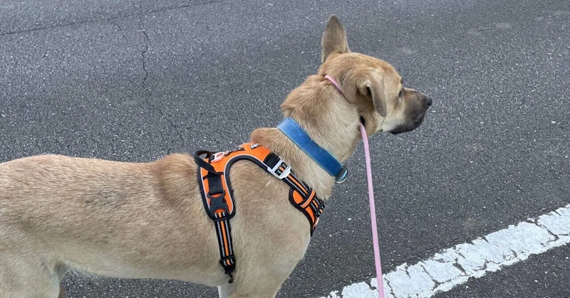 犬バカ部 の新着タグ記事一覧 Note つくる つながる とどける