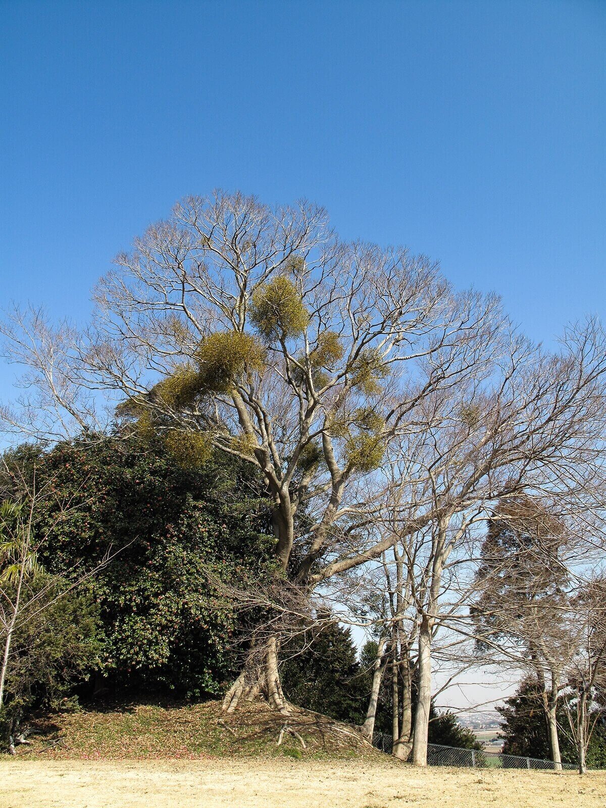 ヤドリギの魅力 気になりだしたら止まらない ブンイチ 文一総合出版 Note ヤドリギの魅力 気になりだしたら止まらない ブンイチ 文一総合出版 Note