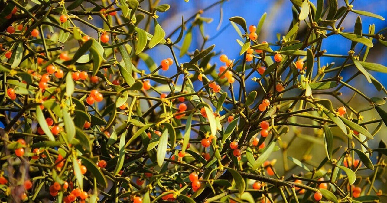 ヤドリギの魅力 気になりだしたら止まらない ブンイチ 文一総合出版 Note ヤドリギの魅力 気になりだしたら止まらない ブンイチ 文一総合出版 Note