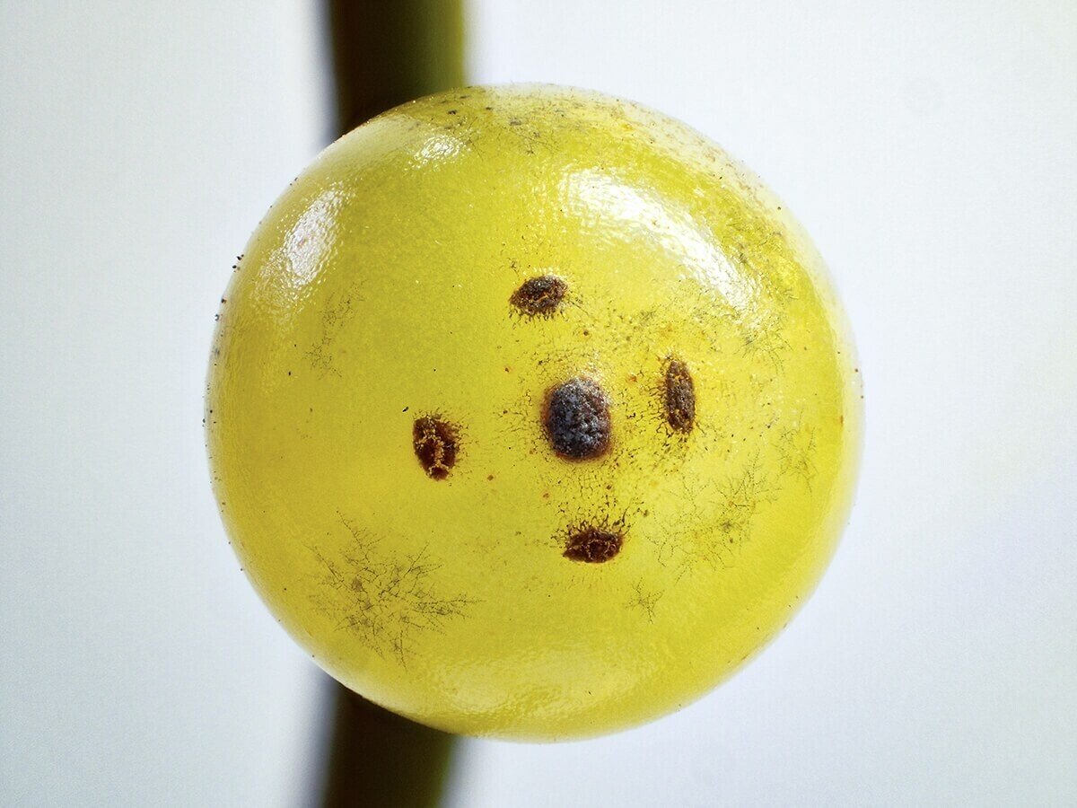 ヤドリギの魅力 気になりだしたら止まらない ブンイチ 文一総合出版 Note ヤドリギの魅力 気になりだしたら止まらない ブンイチ 文一総合出版 Note