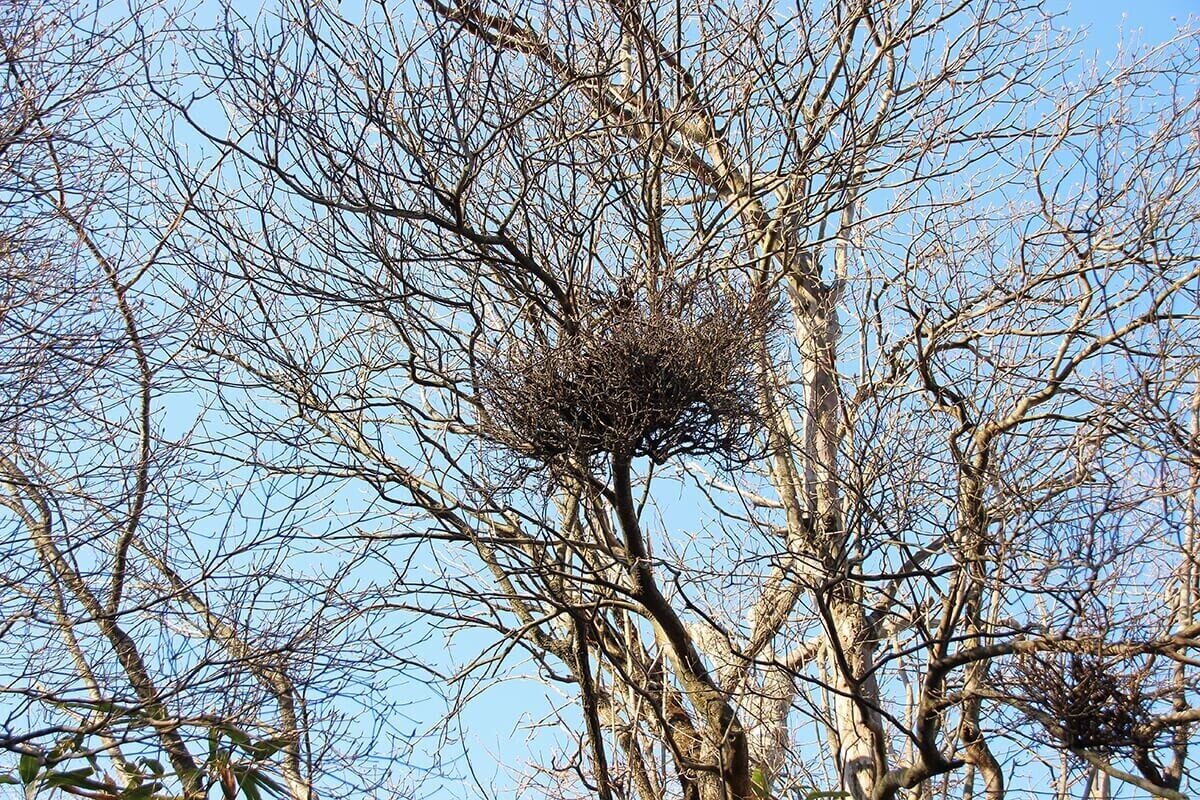 ヤドリギの魅力 気になりだしたら止まらない ブンイチ 文一総合出版 Note ヤドリギの魅力 気になりだしたら止まらない ブンイチ 文一総合出版 Note