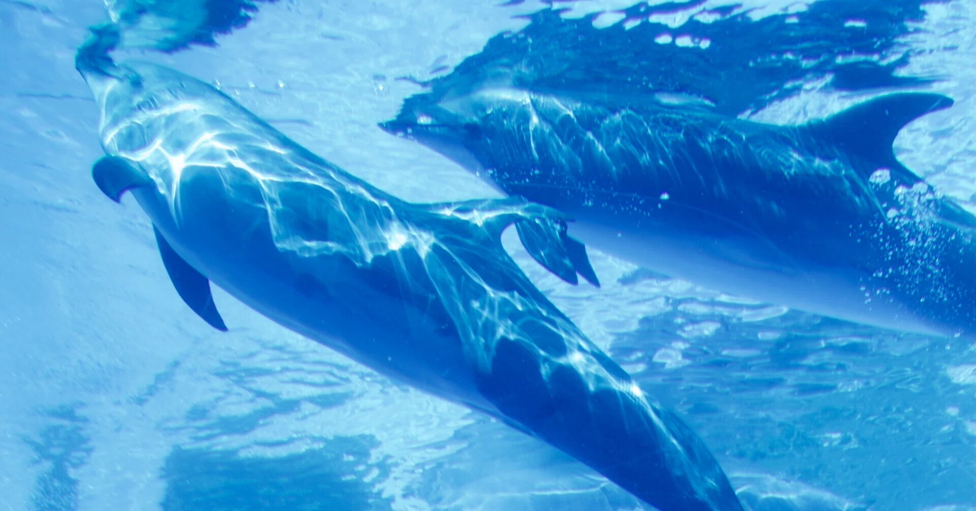 マイペースに名古屋港水族館を楽しむ」増刊号｜魅力向上