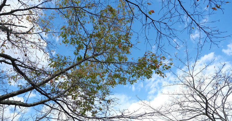 奈良県大和民俗公園の秋と低気圧に揺れる