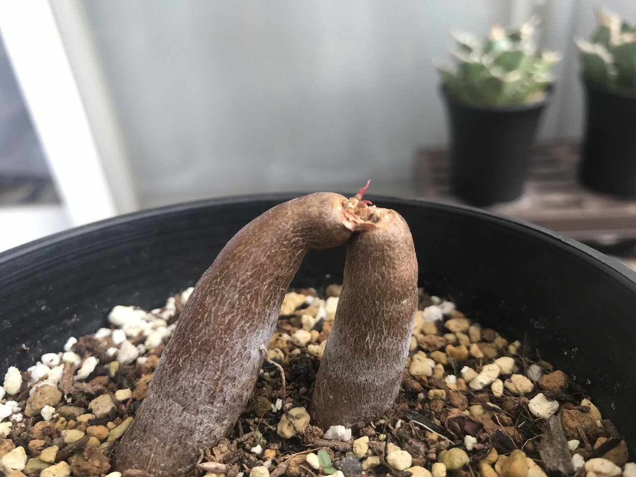 Agave swamp（アガベ沼）の進行状況｜ヨッコイ