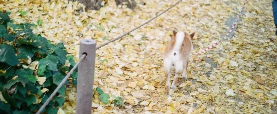 すべての犬たちが幸せでありますように 犬の短歌 12首 まほぴ Note