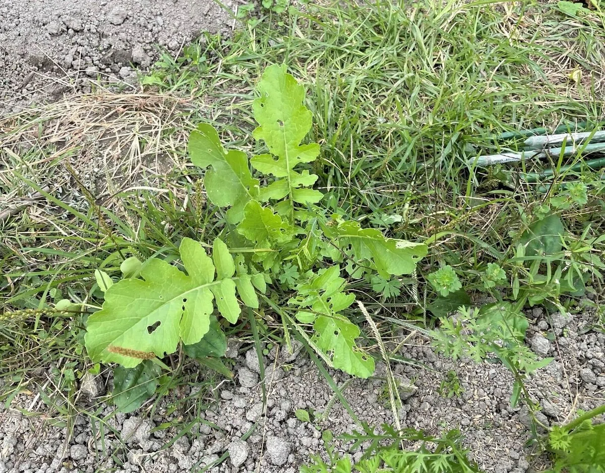 ド根性大根