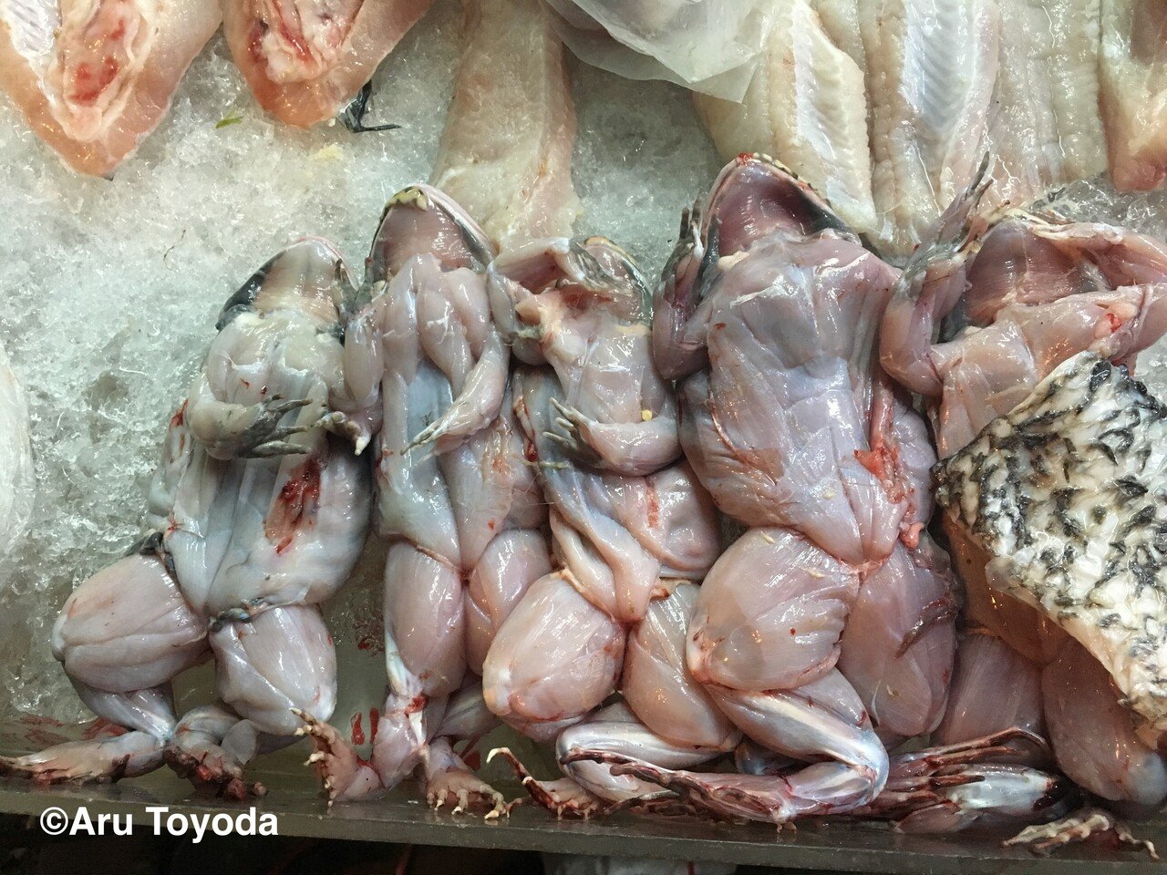 タイサル 第31話 雨の日の定番 カエルの唐揚げができるまで 豊田有 霊長類研究 タイ王国 Note タイサル 第31話 雨の日の定番 カエルの唐揚げができるまで 豊田有 霊長類研究 タイ王国 Note