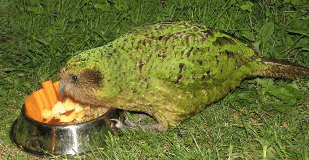 動物好きな人 の新着タグ記事一覧 Note つくる つながる とどける
